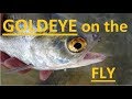 Goldeye On The Fly