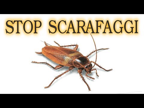 SCARAFAGGI ELIMINALI PER SEMPRE a costo zero in modo naturale, senza pesticidi #iorestoacasa#ConMe