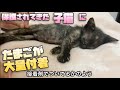 正体はネコハジラミ。病院いくまでは、カットカット【保護猫】子猫のシャンプー#4