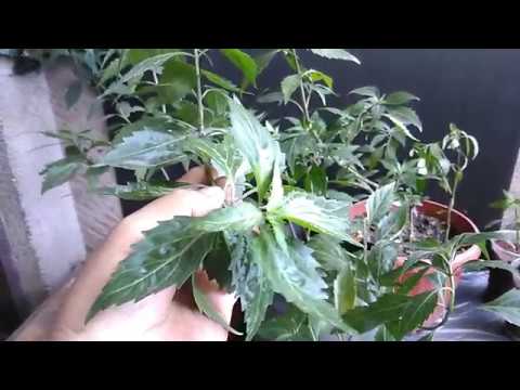 Balbas- Pusa Herbal Plant (Cat Whiskers, Orthosiphon Aristatus) Growing and Propagation