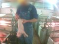 Investigation Reveals Cruelty at Pig Factory Farm