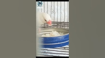 White Java Finch | Beautiful birds | #beautiful #beauty #bird #birdvlog #javafinch #birdslover #1k