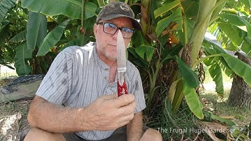 What To Do After Harvesting Bananas, You Need To.