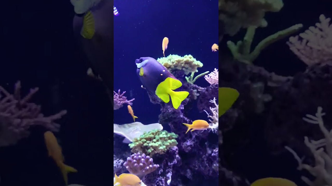 Monaco Oceanographic Museum.1910