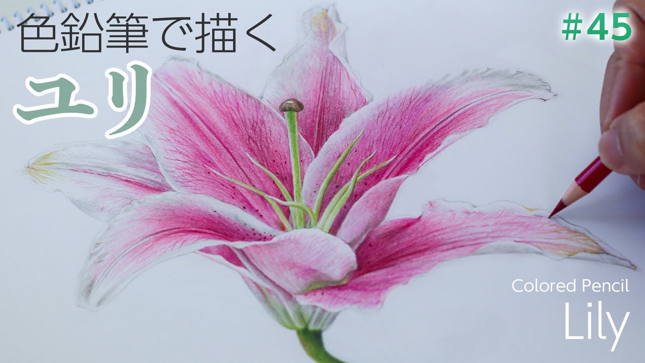 Colored pencil drawing] I drew a bewitching lily - YouTube