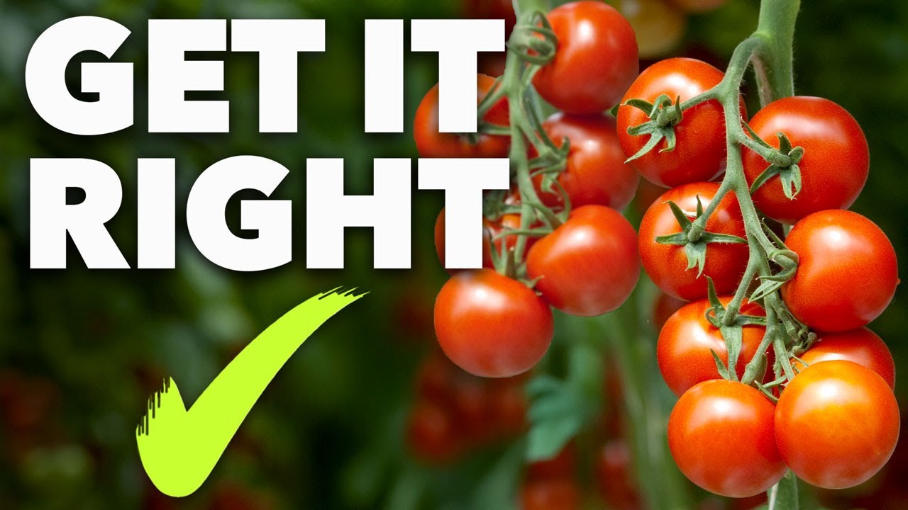 Tomato Growing Masterclass: My Blueprint to Success Every Time!