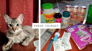 PARVO: HOME REMEDIES & SYPTOMS| MEET MY SURVIVOR CATS | budang vlogs