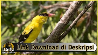 Suara Masteran Burung Kepodang