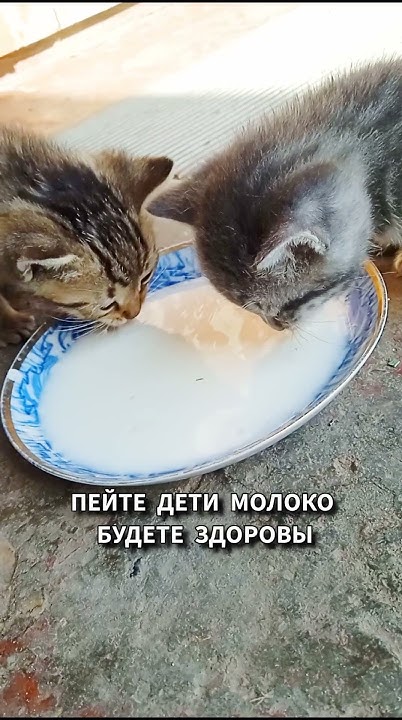 котята лакают вкусно молоко 😺 - YouTube