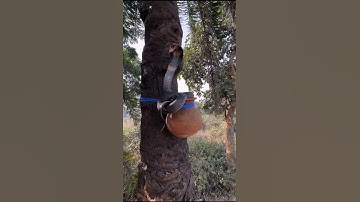 "Sudden arrival of cobras in palm trees! 😱" #reels #snakeresque #cobra #shorts #animals