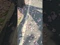 Pink Trumpet Tree Blossoms in Bangkok 🌸 | Thailand Nature Short