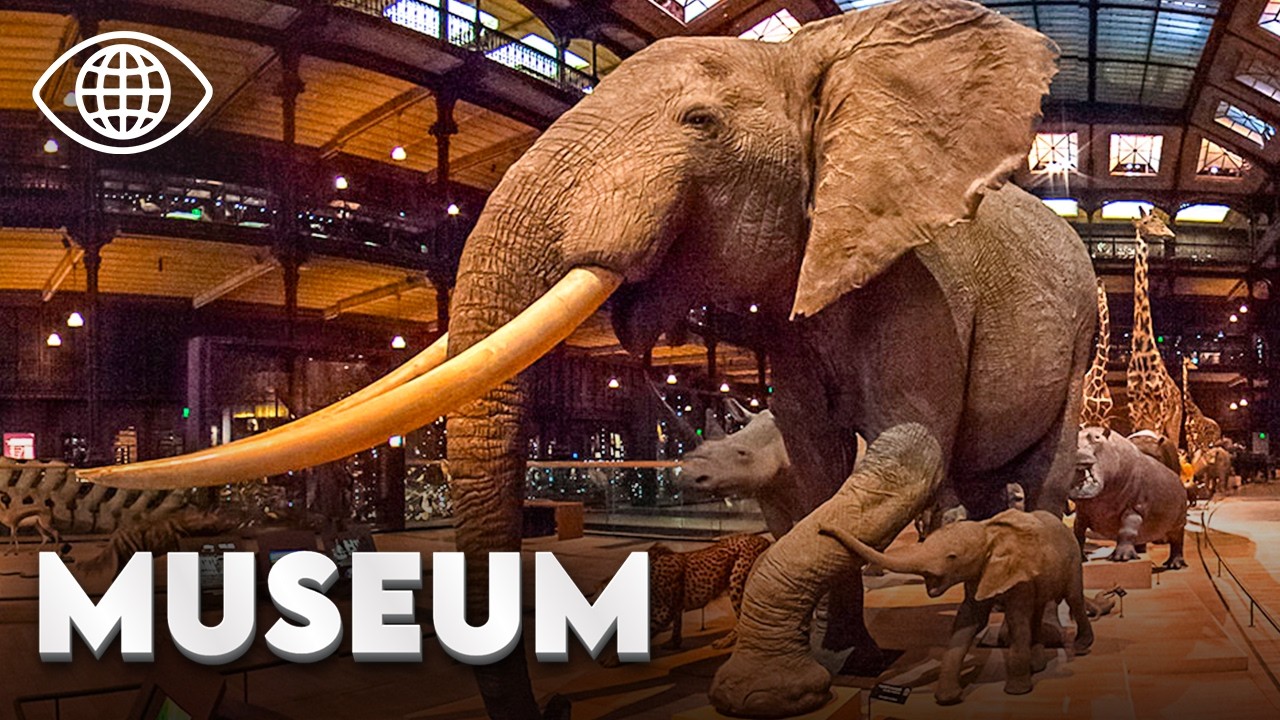 Откройте для себя закулисье Музея естественной истории | Документальный фильм - MG