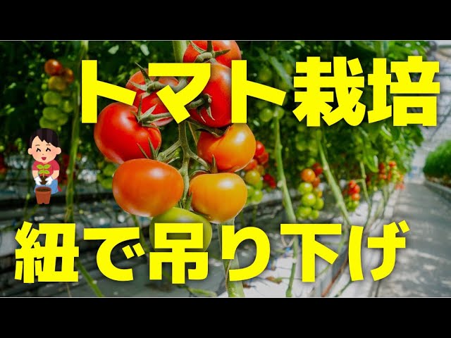 ミニ トマト 誘引 プランターで育てよう ミニトマトの栽培方法 管理編