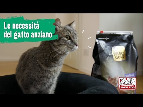 TUTORIAL: Le necessità del gatto anziano | Maxi Zoo