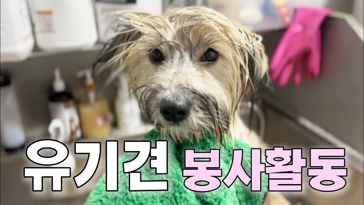 유기견 봉사활동 다녀온 날 🐶