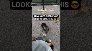 How to Proof a Heel Command Around Distractions