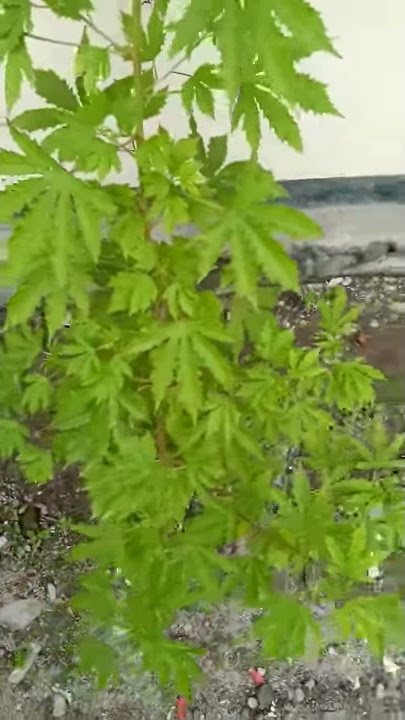 TUMBUHAN SEJENIS GANJA