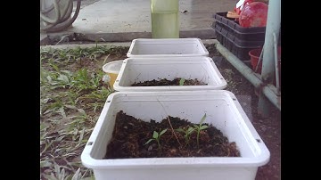 Time Lapse Experiment with ESP32-CAM.