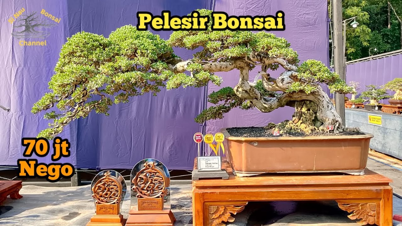 Pelesir Bonsai... Bonsai Santigi dengan prestasi mentereng dilepas murah... 70jt Nego