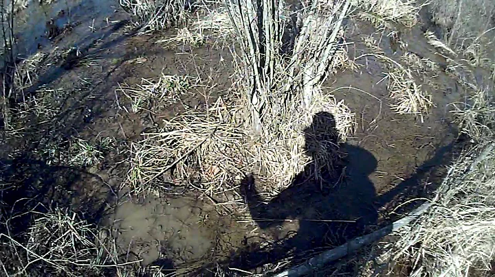 Mississippi hog dogs