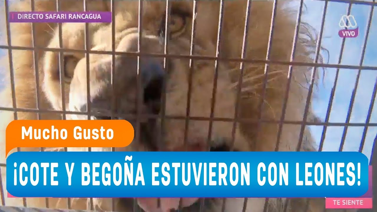 ¡Cote y Begoña estuvieron con leones salvajes! - Mucho gusto 2018