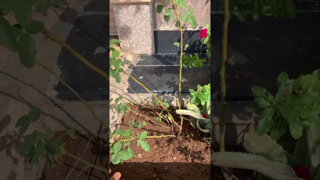 تقليم شجرة الجوري بجميع أنواعها ما عدى النوع المتسلق بالشتاء ( تقليم جائر ) + تقويم الزراعة المنزلية