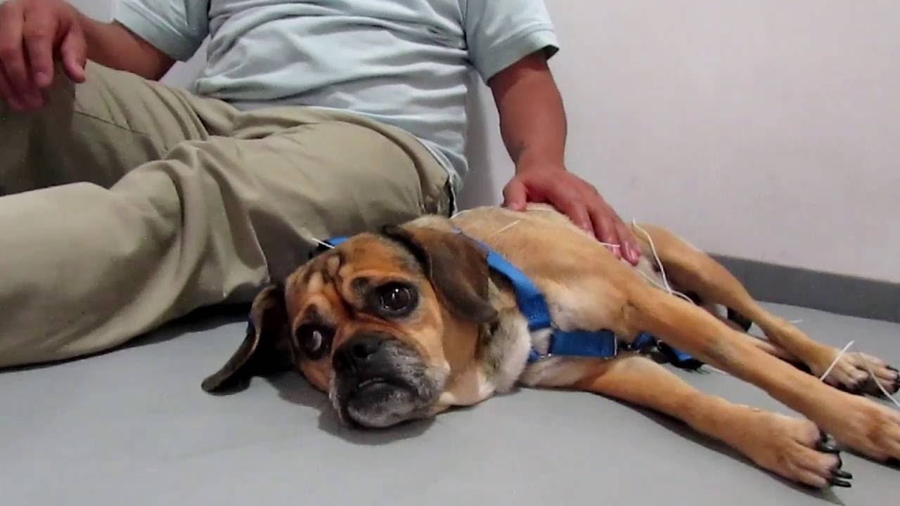 K9 Acupuncture YouTube