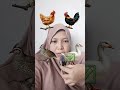 bantu pilih telur siapa