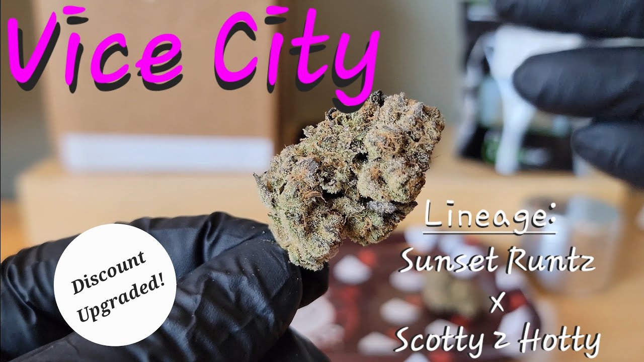 Vice City - California Gold Farm - THCa Flower Review plus A New Update from California Gold Farm