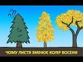 Чому листя змінює колір восени [MinuteEarth]