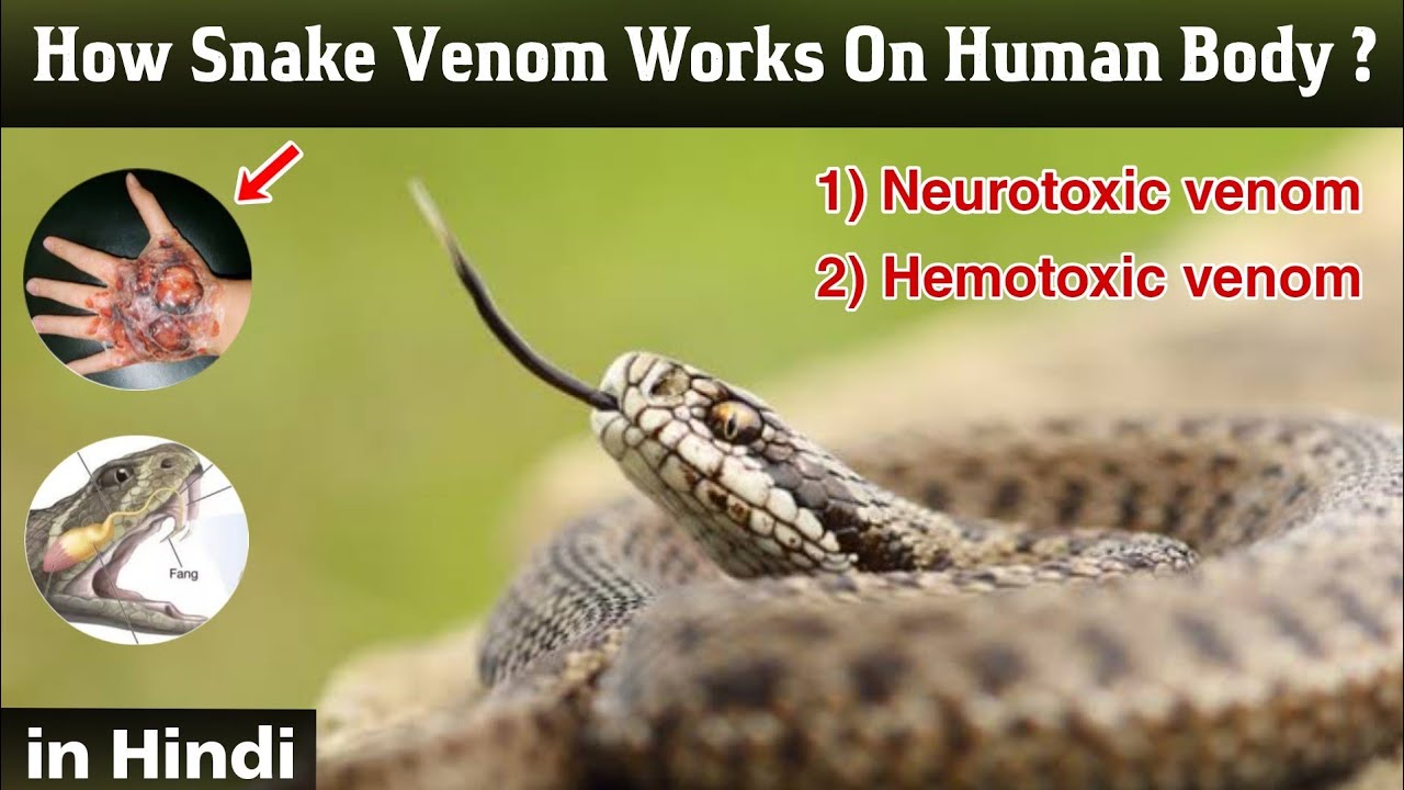 How to snake venom works on human body venom injection systems in Hindi YouTube