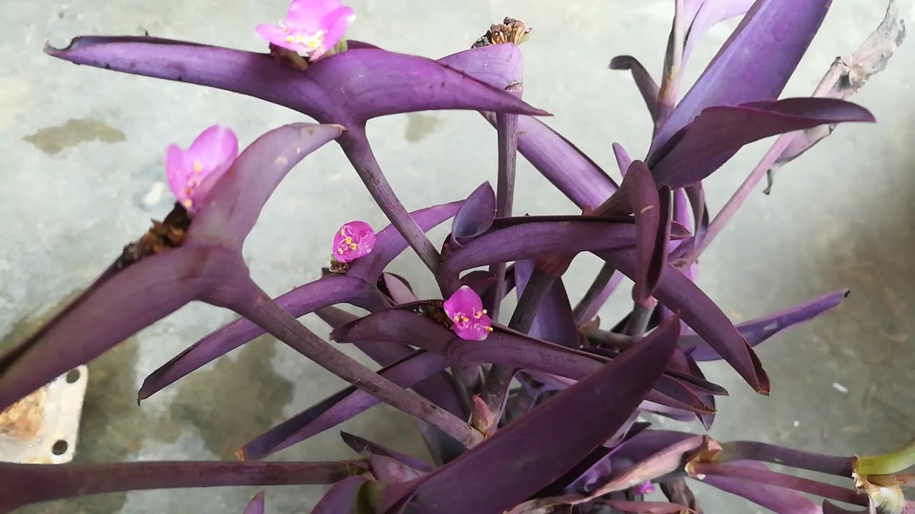 Grow Purple Heart plant from cutting Easy to Grow YouTube