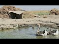 ماذا تعرف عن الاوز و البط الكوبرا نوع من انواع الاوز الرائع و الجميل معلومات مهمة عن الاوزيات ماذا تعرف عن الاوز و البط الكوبرا نوع من انواع الاوز الرائع و الجميل معلومات مهمة عن الاوزيات