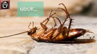 Kecoa adalah Cecunguk screenshot 5