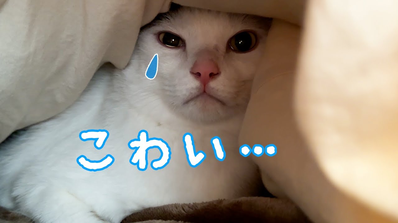 掃除機が怖くて涙目になっちゃう猫チロさん