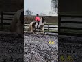 His saddle was a monster! #horse #horses #ponies #pony #cob #equestrian #horseriding #horsepower