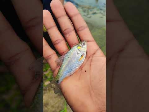 new fish 🐠 video 🌧️