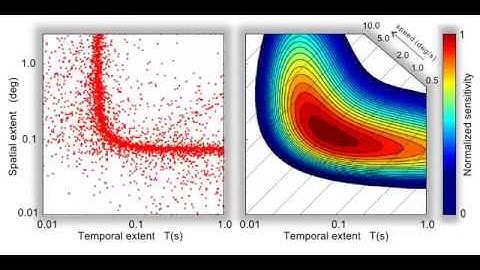 Stochastic tuning of receptive fields across their entire parameter space.