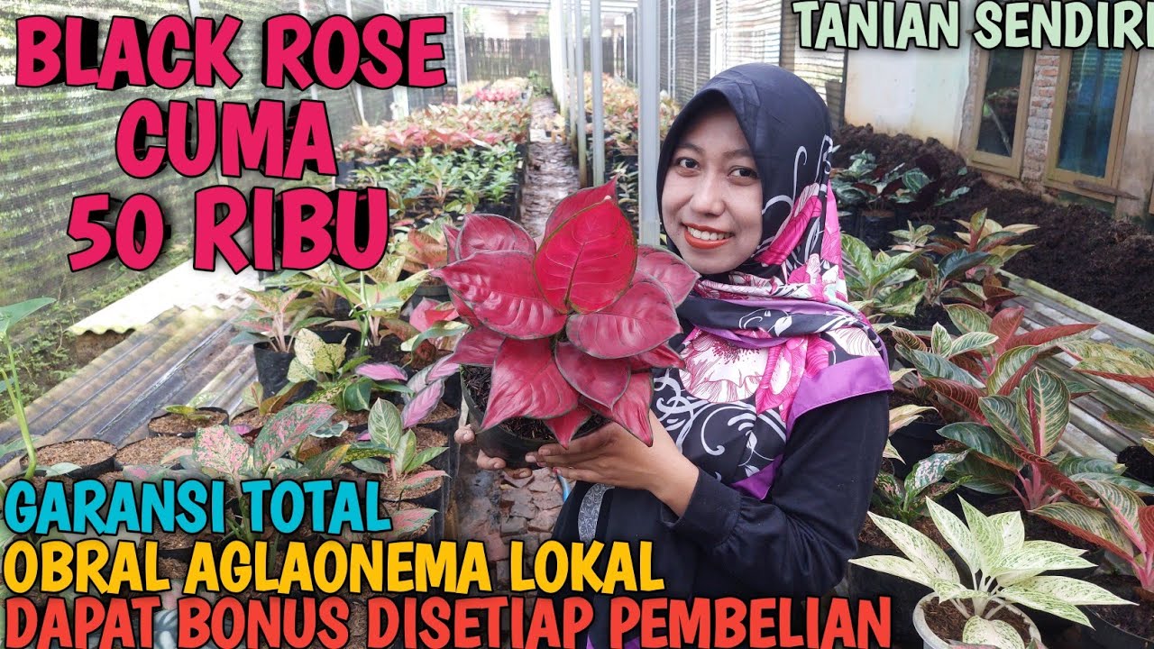 OBRAL AGLAONEMA 20 FEBRUARI 2026 | TANIAN SENDIRI | 100% AMANAH | GARANSI TOTAL ❗️