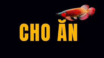 Cách mình cho cá rồng ăn ? và tại sao mình lại cho cá rồng ăn ít ?