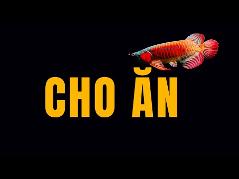 Video Cách mình cho cá rồng ăn ? và tại sao mình lại cho cá... - youtube