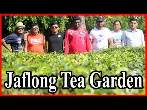 Jaflong Tea Garden | Jaflong Sylhet Bangladesh - Azhar Vlogs BD