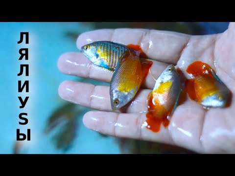 Лялиусы - нежные красопетры!