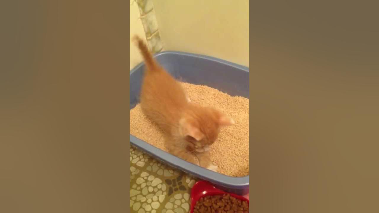 Kitten's litter box routine YouTube