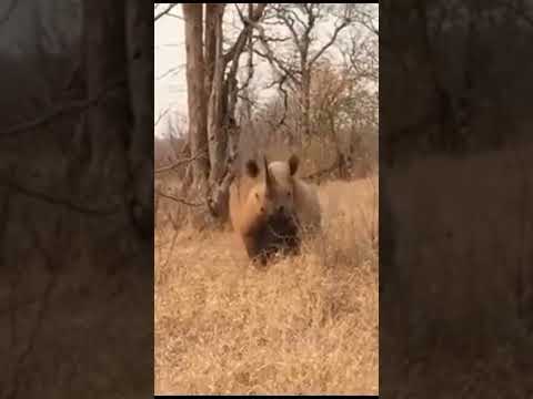 A Black Rhino Charge They Are Said To Be Very Aggressive