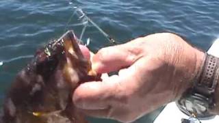 Rock fishing save fish with barotruama air bladder floater