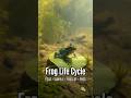 Frog Life Cycle 🐸 | From Eggs to Adult in Seconds