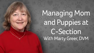 Dog C-Section: Managing Mom & Puppies