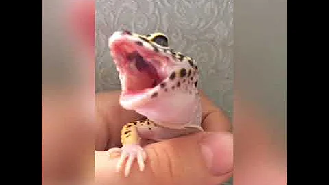 Как у меня появились эублефары?🦎