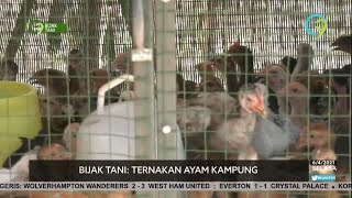 Ternakan Ayam Kampung Beri Pulangan Lumayan